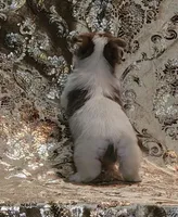 PENDING Foxy Blue Eyes, a male Yorkshire Terrier for sale in Boones Mill, VA – Photo 8 of 10