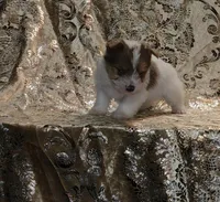 PENDING Foxy Blue Eyes, a male Yorkshire Terrier for sale in Boones Mill, VA – Photo 2 of 10