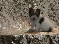 PENDING Foxy Blue Eyes, a male Yorkshire Terrier for sale in Boones Mill, VA – Photo 9 of 10