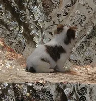 PENDING Foxy Blue Eyes, a male Yorkshire Terrier for sale in Boones Mill, VA – Photo 10 of 10