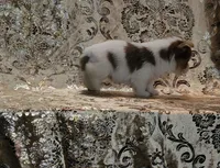 PENDING Foxy Blue Eyes, a male Yorkshire Terrier for sale in Boones Mill, VA – Photo 5 of 10