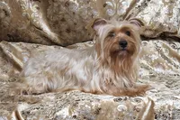 Yorkie Girl Sunny Day, a female Yorkshire Terrier for sale in Boones Mill, VA – Photo 4 of 10