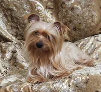 Yorkie Girl Sunny Day, a female Yorkshire Terrier for sale in Boones Mill, VA – Photo 6 of 10
