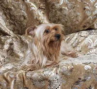 Yorkie Girl Sunny Day, a female Yorkshire Terrier for sale in Boones Mill, VA – Photo 10 of 10