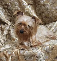 Yorkie Girl Sunny Day, a female Yorkshire Terrier for sale in Boones Mill, VA – Photo 5 of 10