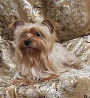 Yorkie Girl Sunny Day, a female Yorkshire Terrier for sale in Boones Mill, VA – Photo 3 of 10