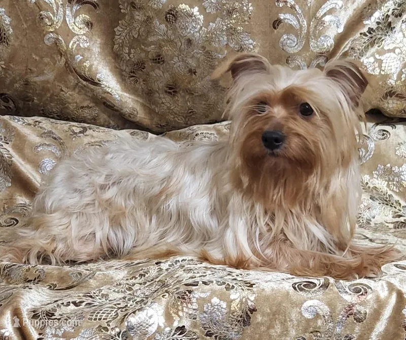 Yorkie Girl Sunny Day – Yorkshire Terrier puppy for sale in Boones Mill, VA