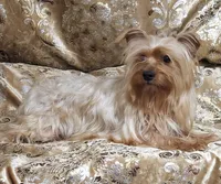 Yorkie Girl Sunny Day, a female Yorkshire Terrier for sale in Boones Mill, VA – Photo 1 of 10