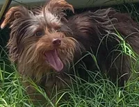 Yorkie Boy Brownie, a male Yorkshire Terrier for sale in Boones Mill, VA – 3 of 4