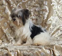 Parti Girl 2, a female Yorkshire Terrier for sale in Boones Mill, VA – Photo 5 of 8