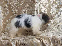 Parti Girl 2, a female Yorkshire Terrier for sale in Boones Mill, VA – Photo 8 of 8