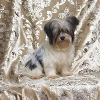 Parti Girl 2, a female Yorkshire Terrier for sale in Boones Mill, VA – Photo 2 of 8