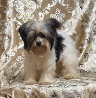 Parti Girl 2, a female Yorkshire Terrier for sale in Boones Mill, VA – Photo 1 of 8