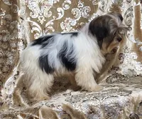 Parti Girl 2, a female Yorkshire Terrier for sale in Boones Mill, VA – Photo 4 of 8