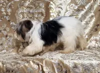 Parti Girl 2, a female Yorkshire Terrier for sale in Boones Mill, VA – Photo 6 of 8