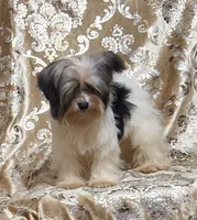 Parti Girl 2, a female Yorkshire Terrier for sale in Boones Mill, VA – Photo 7 of 8