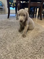 Blue Boy, a male Labrador Retriever for sale in Safford, AZ – 5 of 6