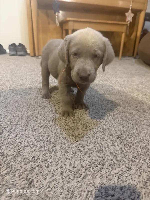 Black boy – Labrador Retriever puppy for sale in Safford, AZ