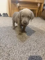 Black boy, a male Labrador Retriever for sale in Safford, AZ – 1 of 4