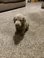 Silver girl, a female Labrador Retriever for sale in Safford, AZ – 6 of 6