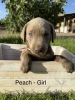 Silver girl, a female Labrador Retriever for sale in Safford, AZ – 2 of 6