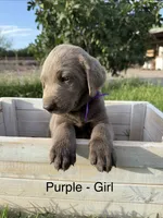 Silver girl, a female Labrador Retriever for sale in Safford, AZ – 5 of 6