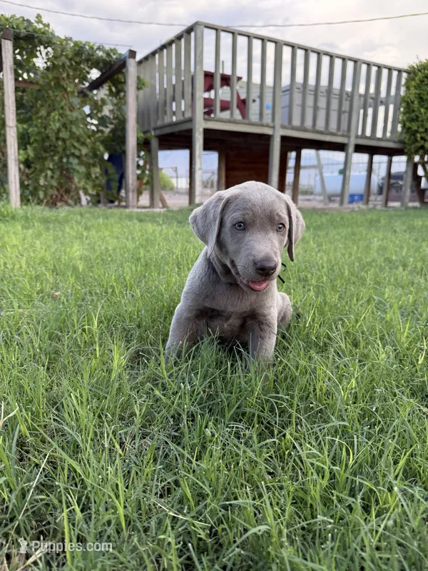 Black boy – Labrador Retriever puppy for sale in Safford, AZ