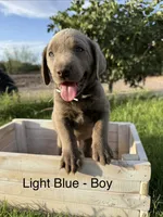 Silver girl, a female Labrador Retriever for sale in Safford, AZ – 3 of 6