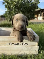 Silver girl, a female Labrador Retriever for sale in Safford, AZ – 4 of 6
