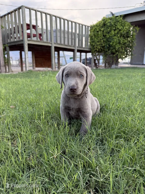 Blue Boy – Labrador Retriever puppy for sale in Safford, AZ