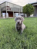 Blue Boy, a male Labrador Retriever for sale in Safford, AZ – 1 of 6