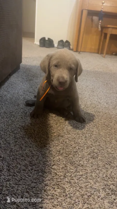 Silver girl – Labrador Retriever puppy for sale in Safford, AZ