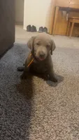 Silver girl, a female Labrador Retriever for sale in Safford, AZ – 1 of 6