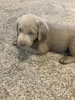 Black boy, a male Labrador Retriever for sale in Safford, AZ – 4 of 4