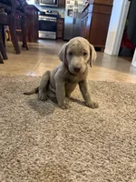 Blue Boy, a male Labrador Retriever for sale in Safford, AZ – 4 of 6