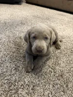 Black boy, a male Labrador Retriever for sale in Safford, AZ – 3 of 4
