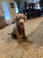 Blue Boy, a male Labrador Retriever for sale in Safford, AZ – 3 of 6