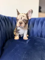 Bella , a female French Bulldog for sale in Miami, FL – 4 of 5