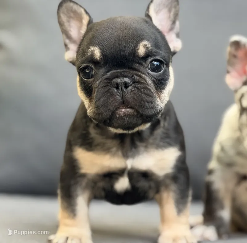 Puppy – French Bulldog puppy for sale in Miami, FL