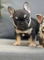 Puppy, a male French Bulldog for sale in Miami, FL – 2 of 3