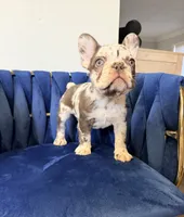 Bella , a female French Bulldog for sale in Miami, FL – 5 of 5