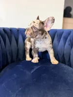 Bella , a female French Bulldog for sale in Miami, FL – 3 of 5