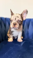 Bella , a female French Bulldog for sale in Miami, FL – 2 of 5