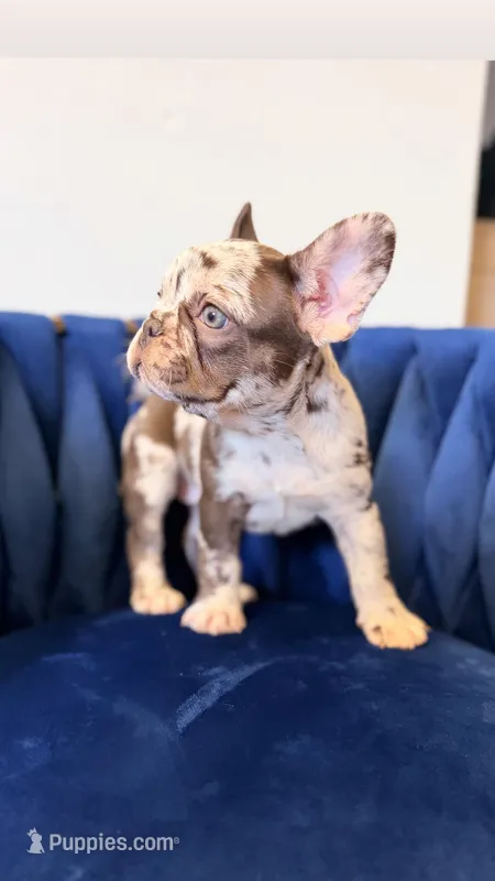 Bella , a female French Bulldog for sale in Miami, FL – 1 of 5
