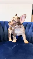 Bella , a female French Bulldog for sale in Miami, FL – 1 of 5