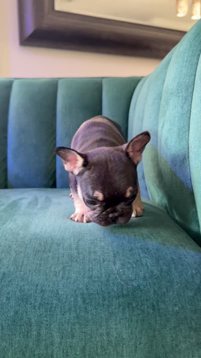 Puppy, a male French Bulldog for sale in Miami, FL – 3 of 3