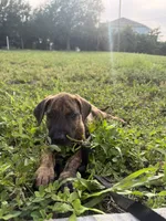 Brendley, a female Neapolitan Mastiff and Boerboel for sale in Tampa, FL – 4 of 4