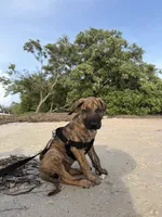 Brendley, a female Neapolitan Mastiff and Boerboel for sale in Tampa, FL – 3 of 4