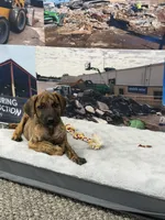 Brendley, a female Neapolitan Mastiff and Boerboel for sale in Tampa, FL – 2 of 4