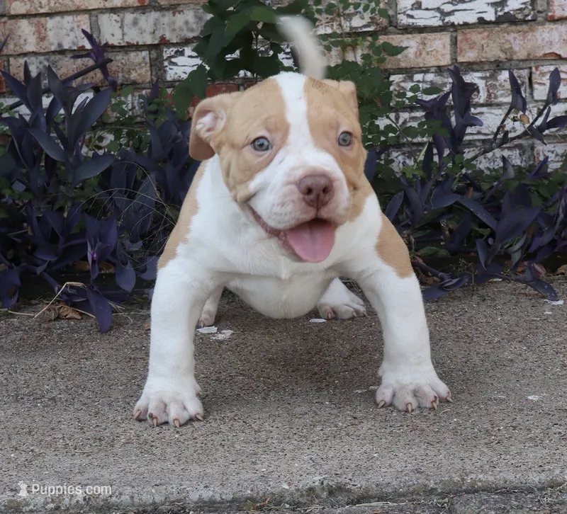 PHATBOY – American Bully puppy for sale in Allen, TX